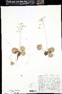 Saxifraga stolonifera image