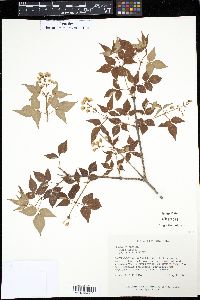 Image of Staphylea bumalda