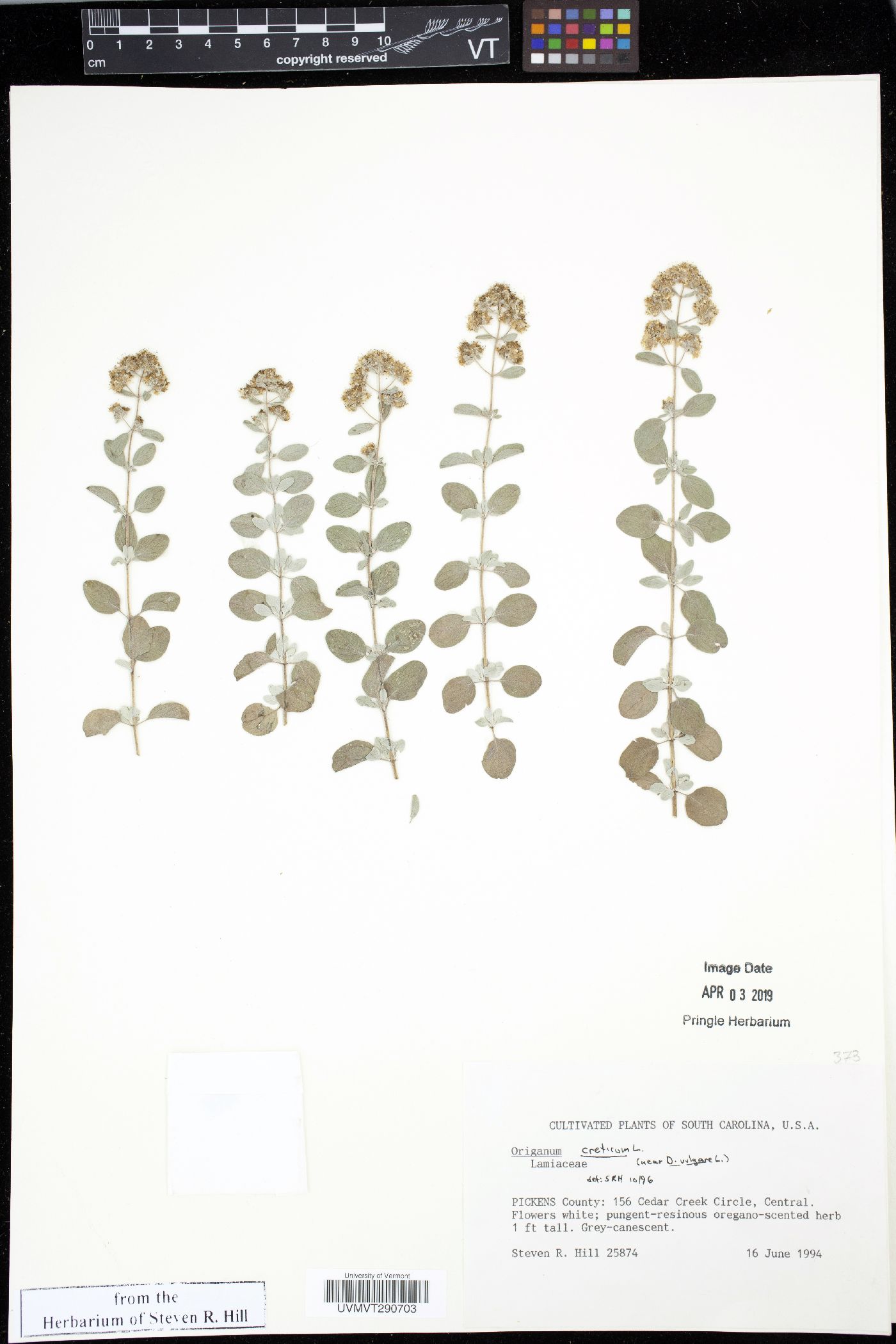 Origanum vulgare subsp. vulgare image