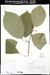 Magnolia acuminata image