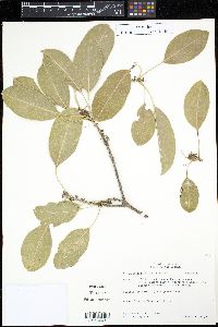 Image of Mastichodendron foetidissimum