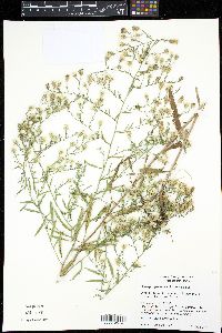 Solidago rigidiuscula image