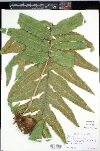 Media resource of Phlebodium decumanum