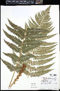 Dryopteris filix-mas image