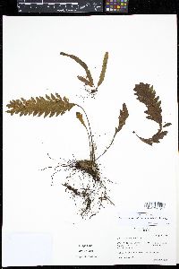 Enterosora trifurcata image