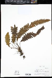 Enterosora trifurcata image