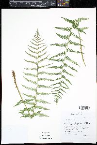 Dryopteris filix-mas image