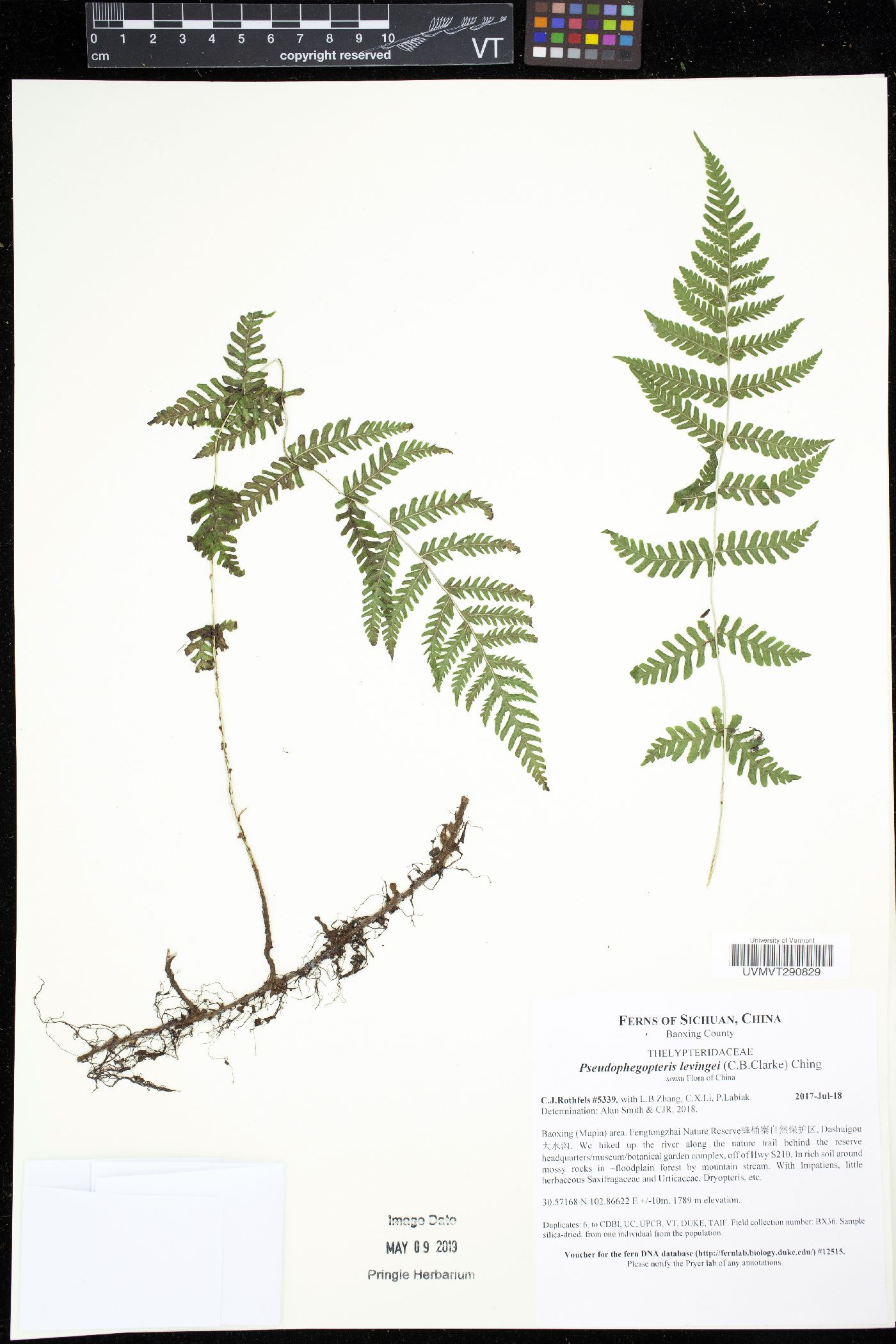 Phegopteris levingei image