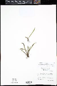 Media resource of Grammitis bryophila