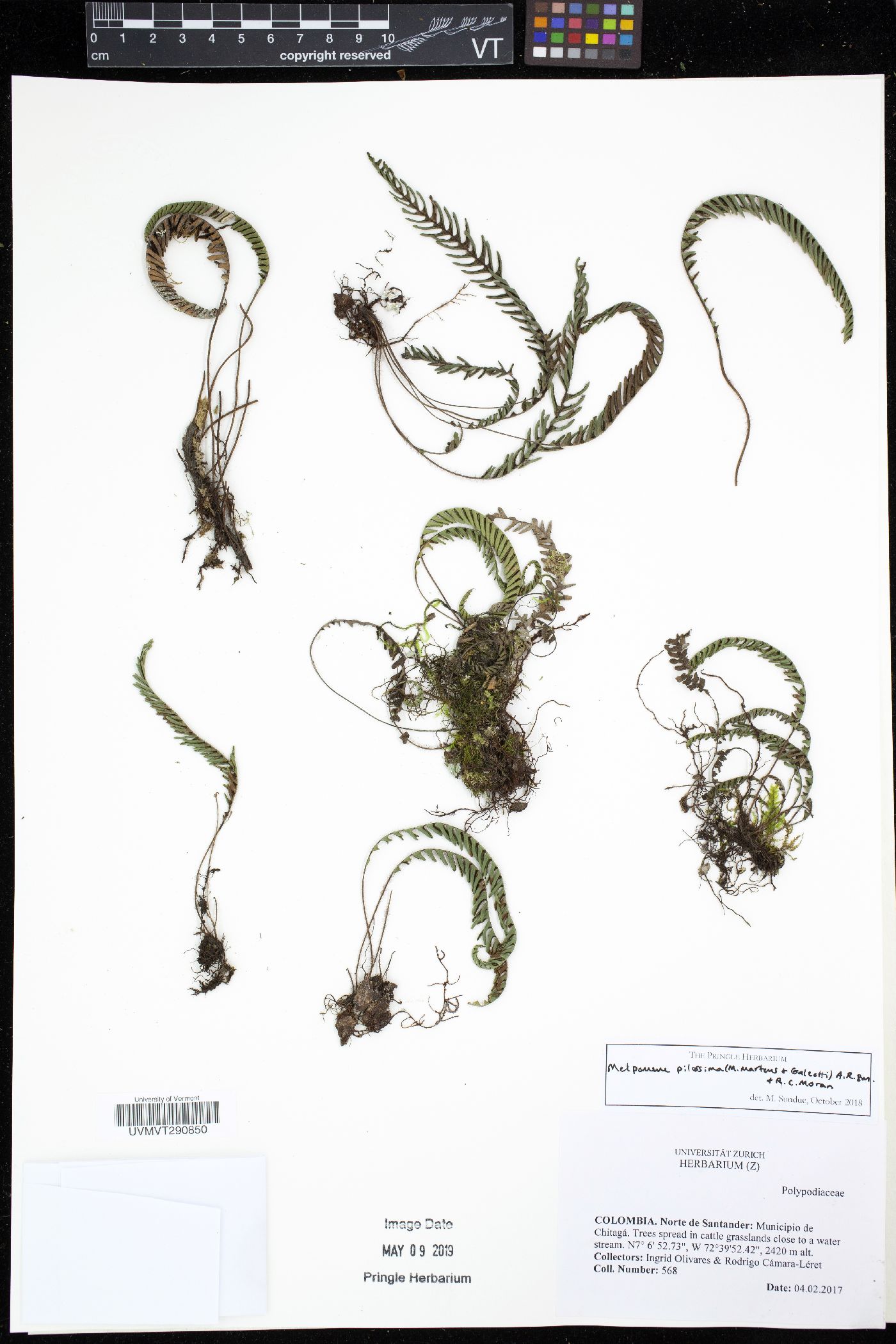 Melpomene pilosissima image