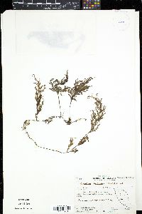 Hymenophyllum productum image