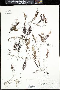 Mecodium polyanthos image