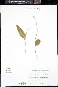 Ophioglossum vulgatum image