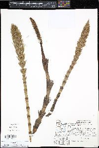 Equisetum telmateia image