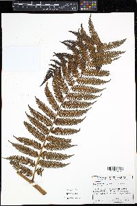 Cyathea suprastrigosa image