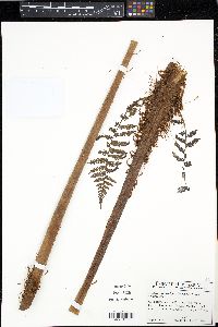 Cyathea suprastrigosa image