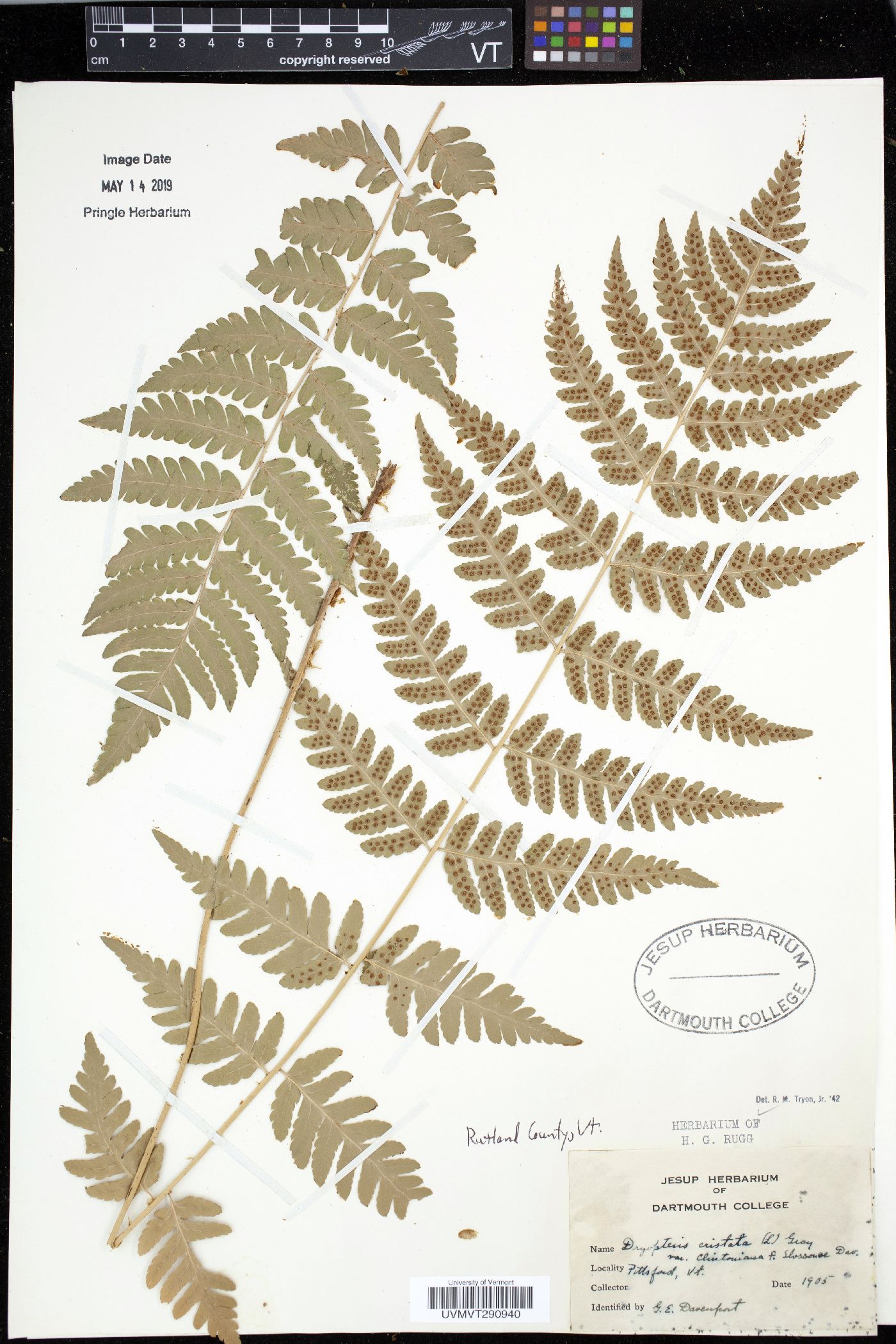 Dryopteris clintoniana image