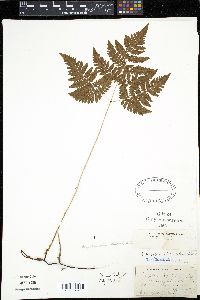 Gymnocarpium disjunctum image