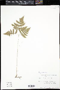 Gymnocarpium dryopteris image