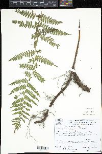 Hypolepis acantha image