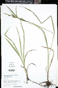 Carex scabrata image