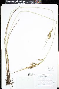 Carex gynandra image