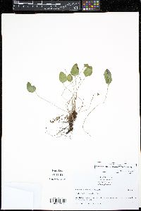 Elaphoglossum lindenii image