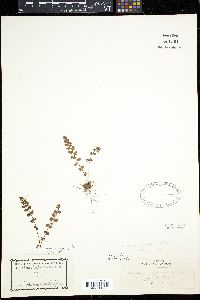 Woodsia alpina image