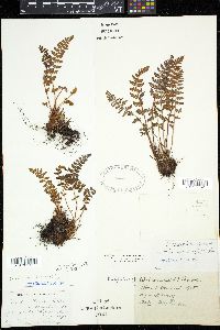 Woodsia ilvensis image