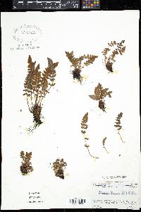 Woodsia ilvensis image