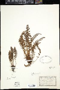 Woodsia ilvensis image