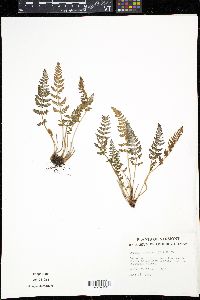 Woodsia ilvensis image