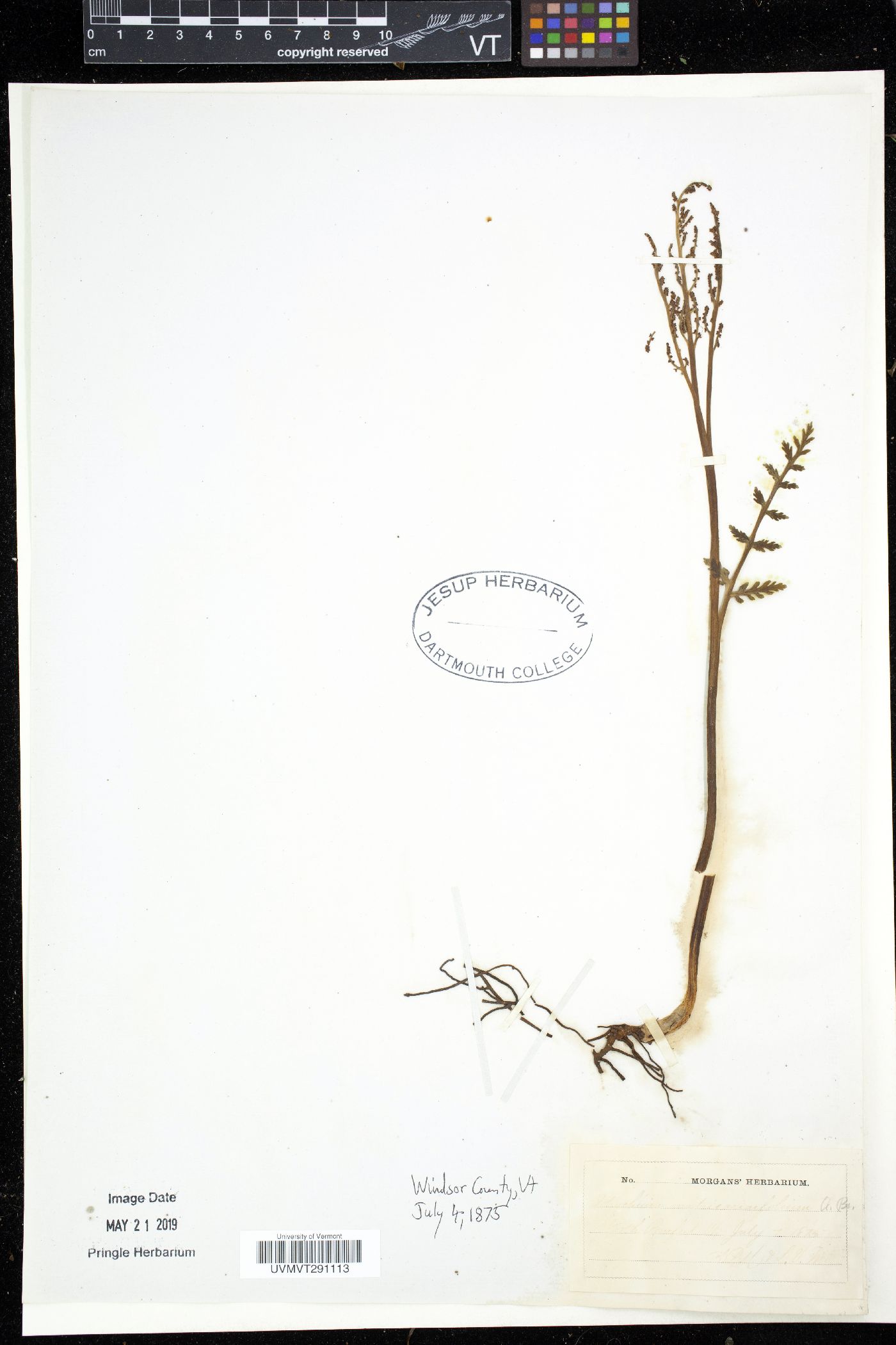 Botrychium matricariifolium image