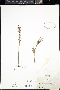 Botrychium matricariifolium image