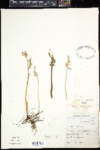 Botrychium matricariifolium image