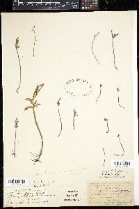 Botrychium lanceolatum image