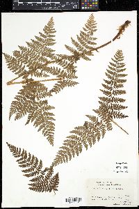 Dryopteris campyloptera image