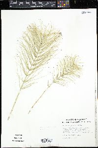 Equisetum pratense image