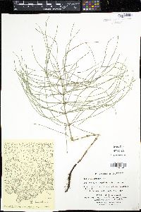 Equisetum pratense image