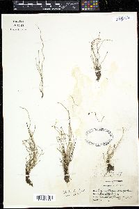 Equisetum scirpoides image