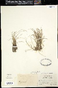 Equisetum scirpoides image