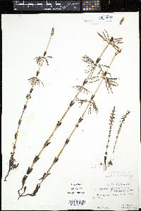 Equisetum sylvaticum image