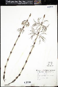 Equisetum sylvaticum image