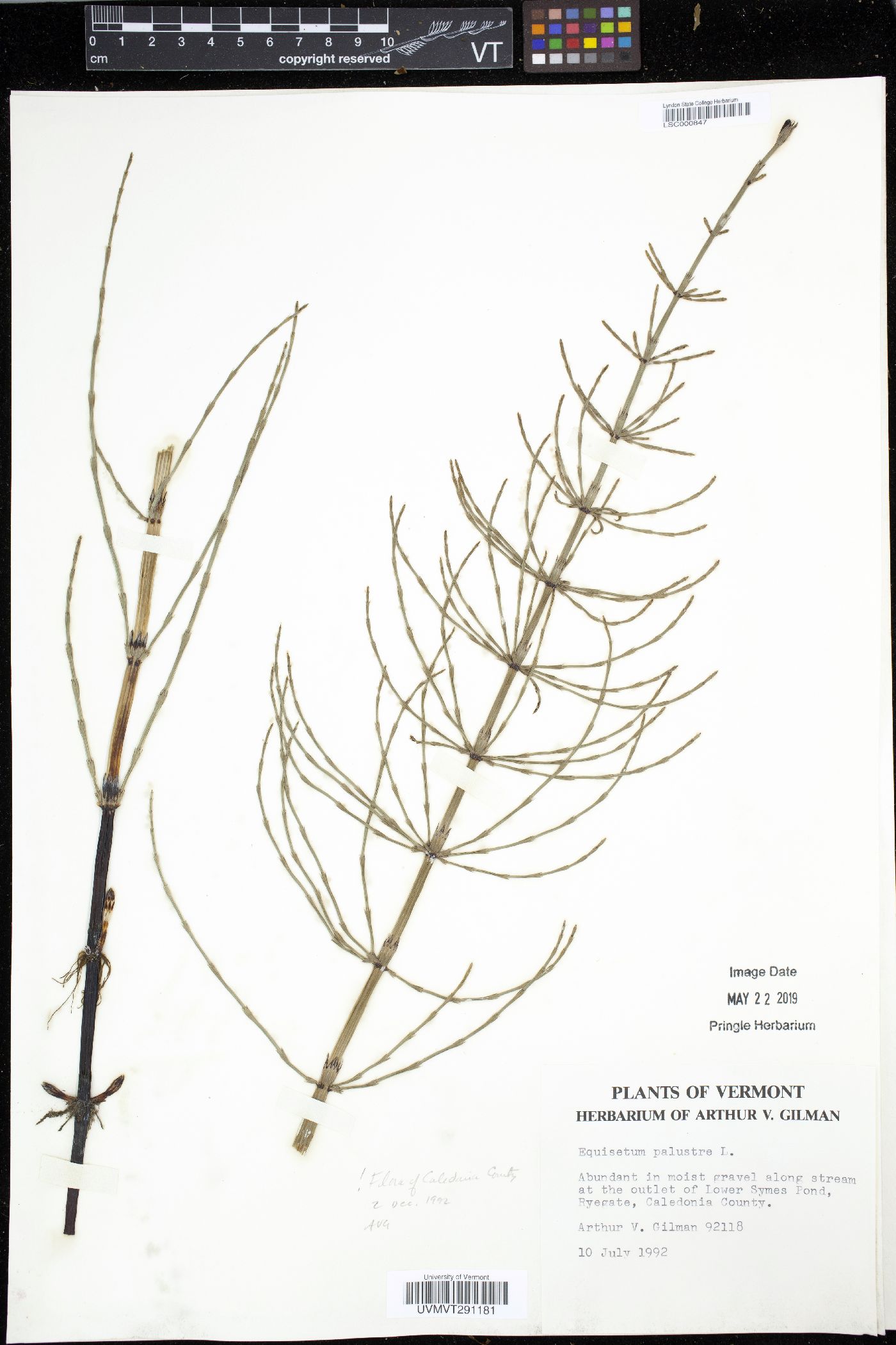 Equisetum palustre image