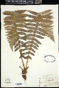 Polystichum braunii var. purshii image