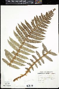 Polystichum braunii image