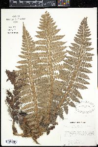 Polystichum braunii var. purshii image