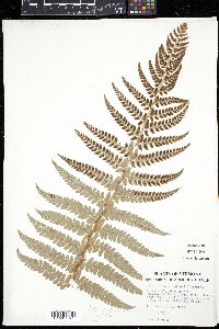 Polystichum x potteri image