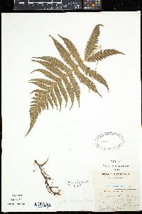Dryopteris phegopteris image