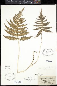 Dryopteris phegopteris image